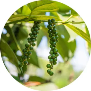 Black Pepper Essential Oil - Living Libations