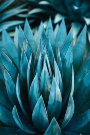 Blue Agave Nectar - Premium Fragrance Oil