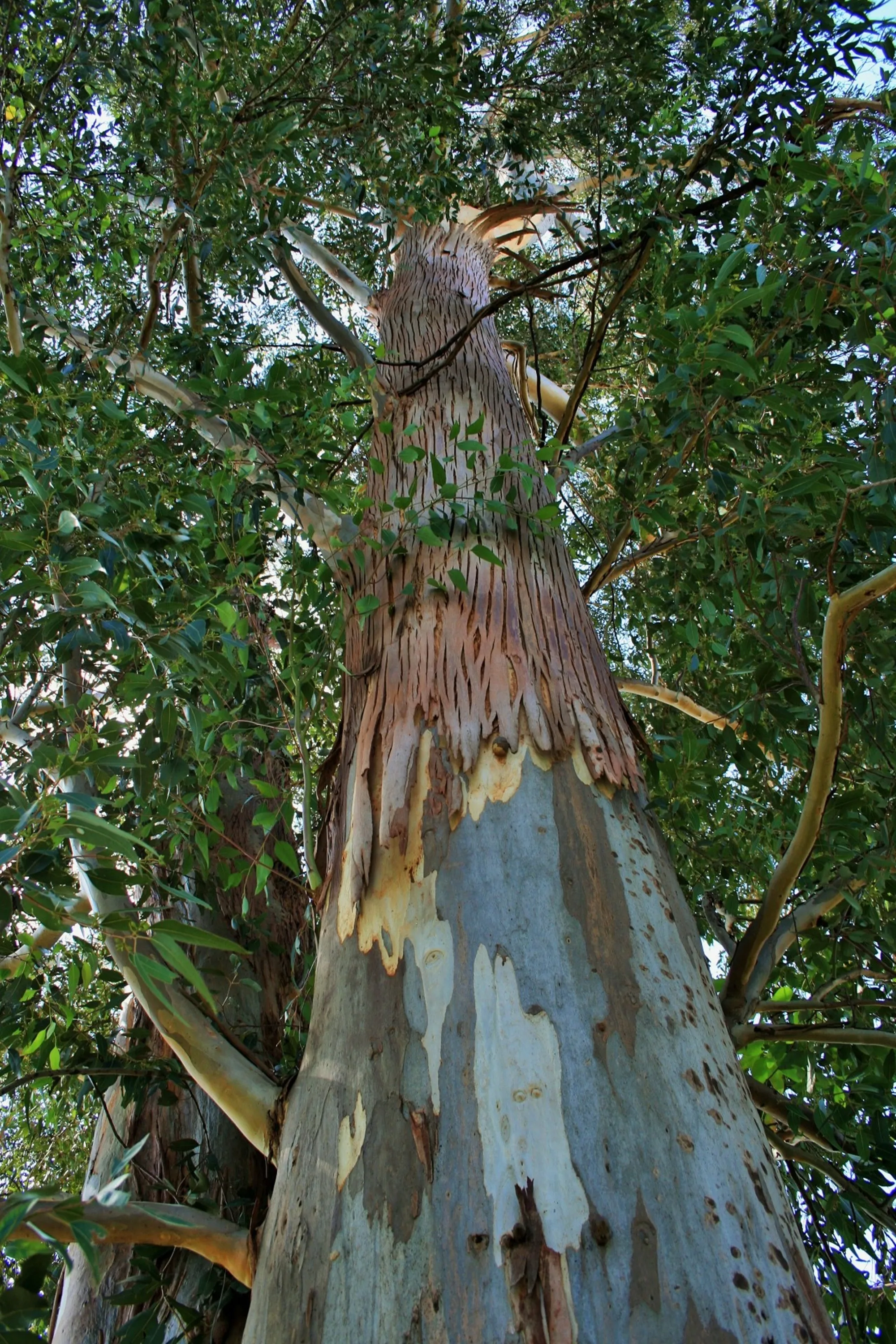 Eucalyptus Pure Essential Oil