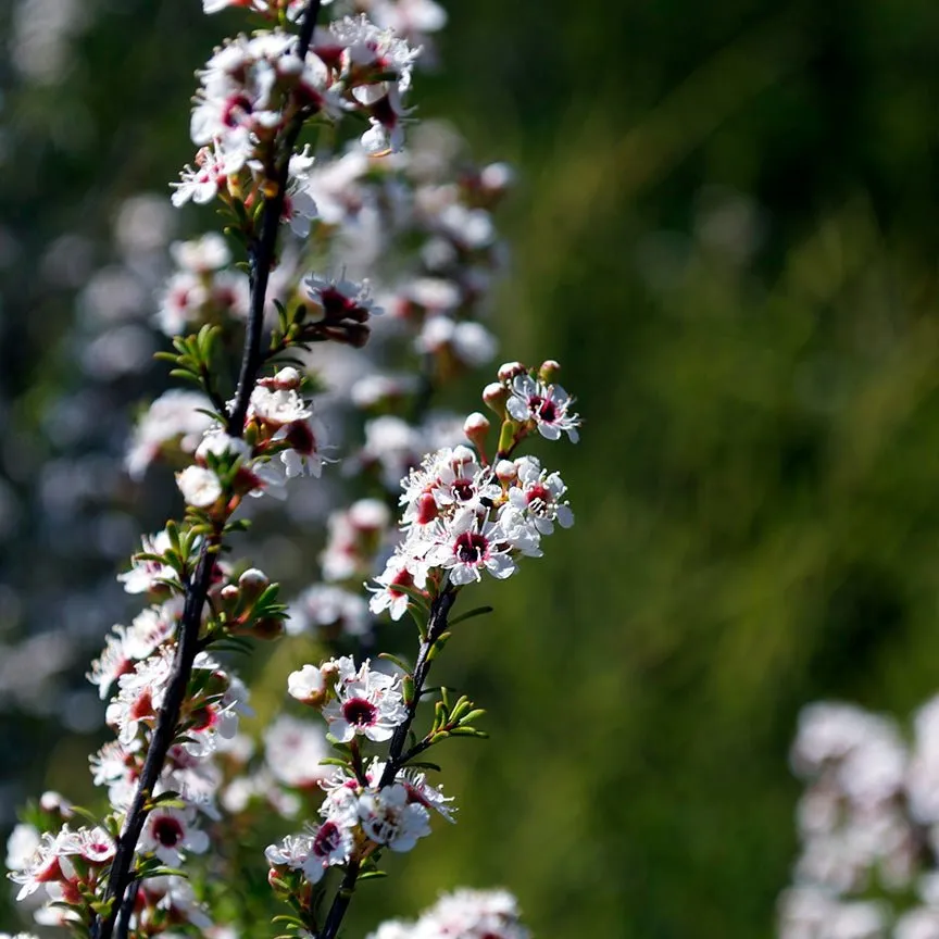 Kanuka Essential Oil